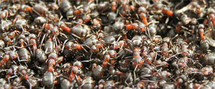 bugs outnumber humans